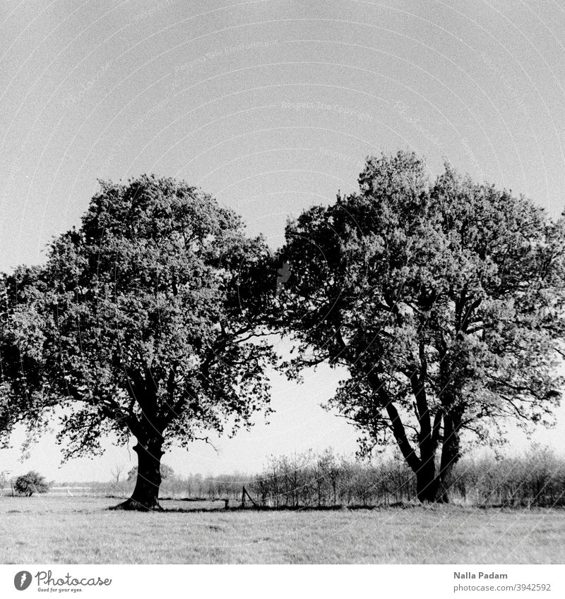 Baumpaar analog Analogfoto Schwarzweißfoto Bäume Natur Außenaufnahme Wiese Paar Himmel menschenleer Zweisamkeit Einsamkeit