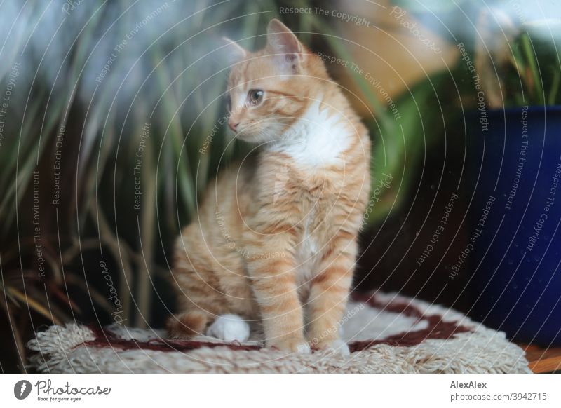 Porträt eines jungen, rot getigerten Katers hinter einer Fensterscheibe Katze fenster Tier Haustier Muster Fell weiß Fleck niedlich klein Katzenkind feline wild