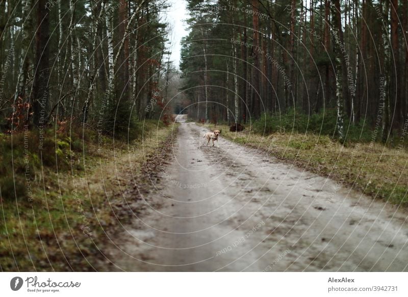 Ein blonder Labrador läuft auf einem Waldweg freudig auf jemanden zu Pfad Hund haustier Laufen Draussen baum Vegetation Bäume Stäucher herbst Winter Sandweg