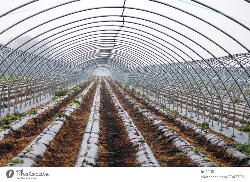 Folientunnel ohne Abdeckung - so weit das Auge reicht Gestänge Erdbeerpflanzen abgedeckt landwirtschaftlicher betrieb metallstangen Feld Anbau von Erdbeeren