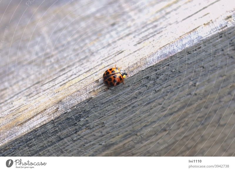 Helgiland II |Asiatischer Marienkäfer Käfer Glücksbringer Harmonia axyridis Nützling Schädling Garten Gewächshaus Blattläuse Halsschild eingeschleppt Tischkante