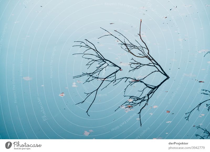 Spiegelung eines Baumes in einem brandenburgischen See IV Brandenburg Spiegelung im Wasser Vergänglichkeit sterben Tod Akzeptanz Pflanze Umwelt Natur Vertrauen