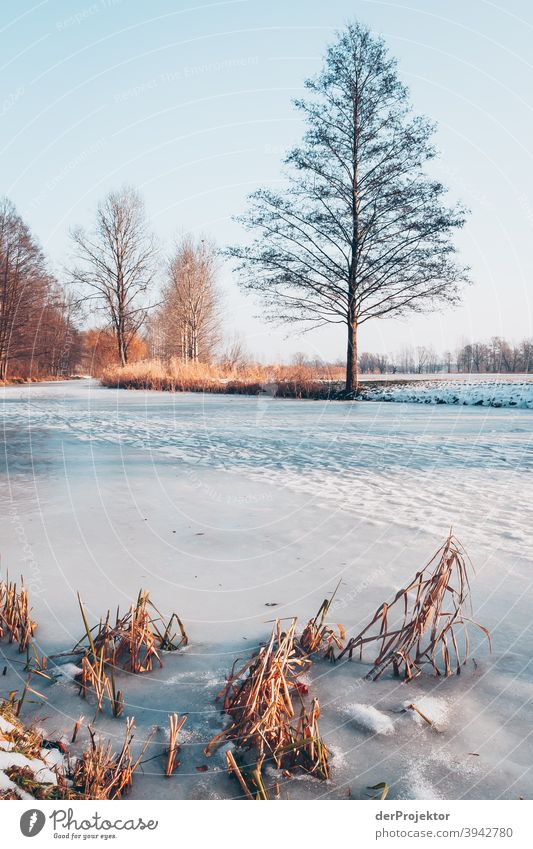 Winter in Brandenburg III Vergänglichkeit Natur Umwelt Pflanze Baum Akzeptanz Vertrauen Glaube Naturerlebnis Farbfoto Spaziergang Außenaufnahme mehrfarbig