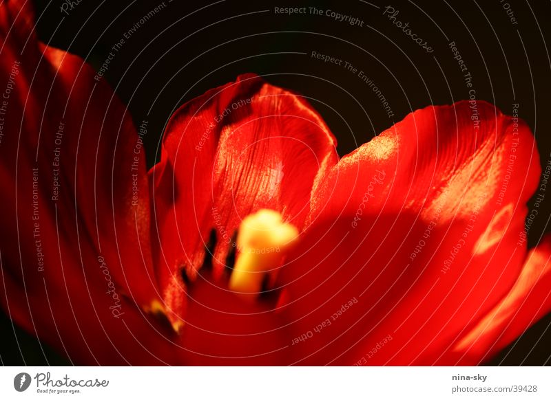 tulpennacht Tulpe rot schwarz Blüte Blatt Nacht Blütenblatt Licht Stempel Blühend Detailaufnahme Schatten