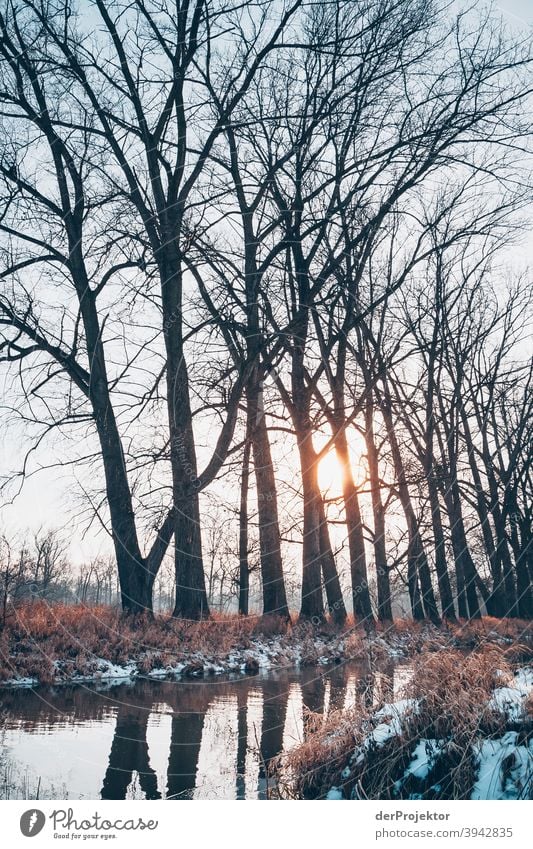 Winter in Brandenburg Vergänglichkeit Natur Umwelt Pflanze Baum Akzeptanz Vertrauen Glaube Naturerlebnis Farbfoto Spaziergang Außenaufnahme mehrfarbig Muster