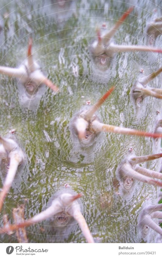 Kaktus - Stacheln grün trocken grau Botanik Nahaufnahme Pflanze Spitze Detailaufnahme Natur Makroaufnahme