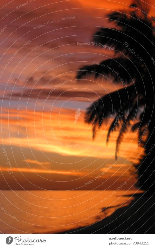 defokussierter tropischer Sonnenuntergang Hintergrund Hintergrundbild Fernweh Südsee Unschärfe Palme Strand Tropen Meer orange Himmel verschwommen Sonnenaufgang