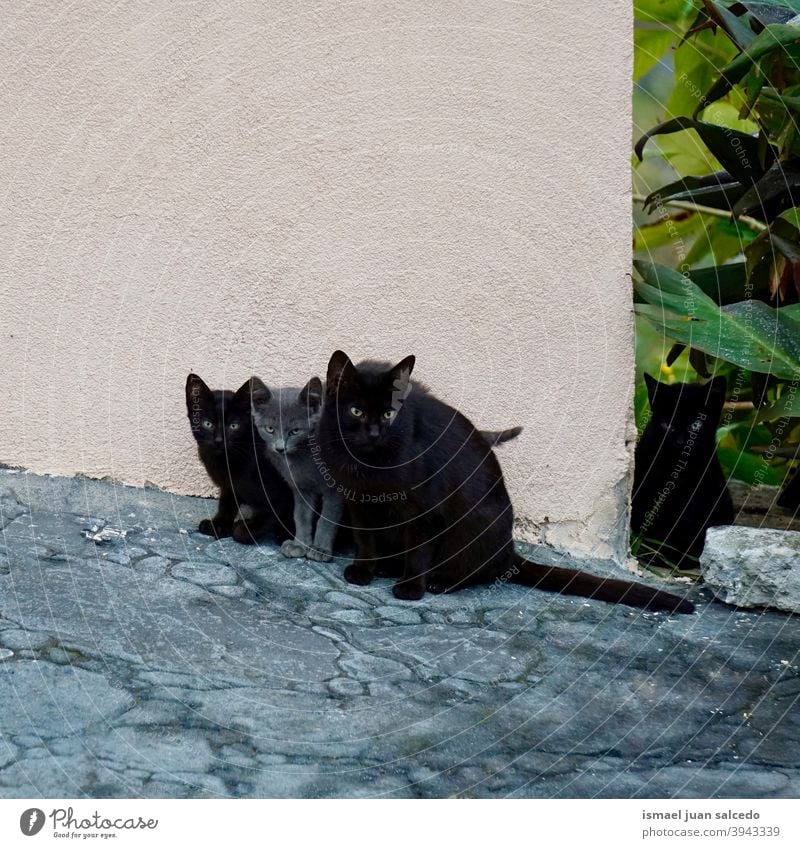 schöne schwarze und graue Katzen auf der Straße Haustier Kätzchen Katzenbaby katzenhaft streunende Katze Irrläufer heimisch Backenbart Porträt Tier Kopf Auge