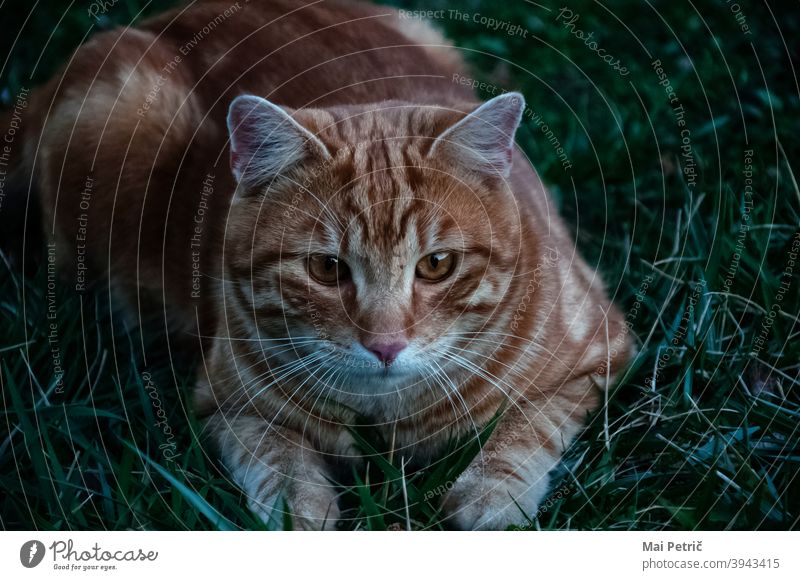 Tiger-Katze fokussiert niedlich orange Jagd Jäger Raubtier Tier Tierwelt Fleischfresser Natur schön pelzig
