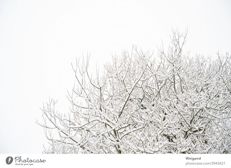 Zweige mit Schnee Zweige u. Äste weiß Wihter kalt Wetter Baum Baumkrone