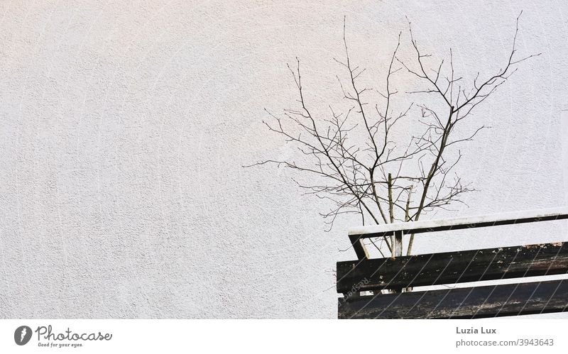 Vorstadt-Tristesse oder ein angeschnittener Balkon mit kahlen Zweigen, mitten im Winter Stadt alt trist Hauswand Putz Geländer Balkonpflanze Fassade Gebäude