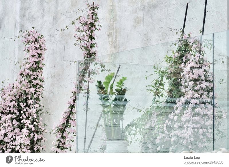 pinkfarbene Clematis und Glücksfeder auf/an einem verglasten Balkon Kletterpflanze Blüten zart Frühling hell freundlich leicht schön Pflanze Blume Blühend
