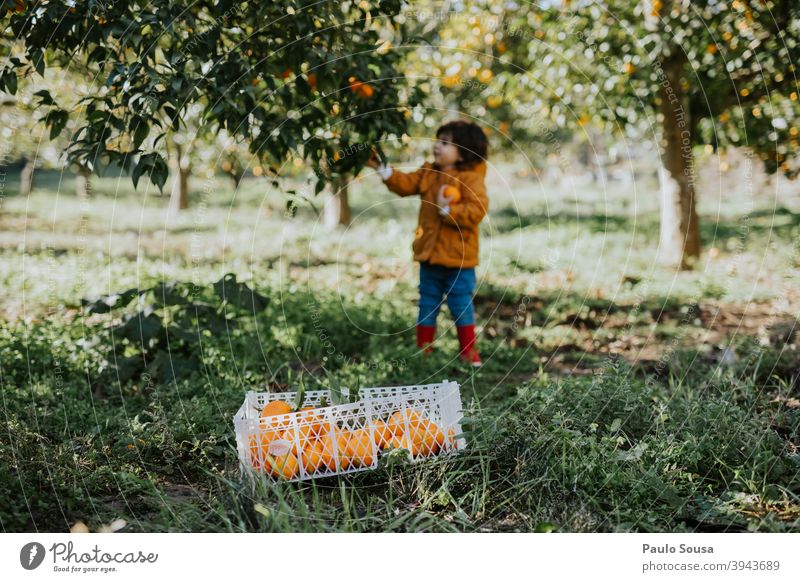 Kind pflückt Orangen vom Baum Kindheit orange Orangensaft Orangenbaum Zitrusfrüchte Bioprodukte Bauernhof Ernährung Lebensmittel Farbfoto Gesunde Ernährung