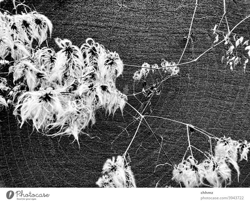 Pflanze vor Mauer Wand schwaz Außenaufnahme struktur Muster Strukturen & Formen Menschenleer Zweige u. Äste verzweigt Blüte getrocknet Detailaufnahme Natur