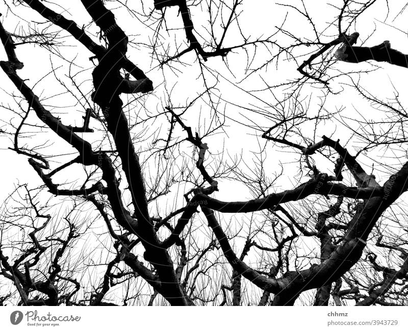 Apfelbaum Zweige u. Äste silouhette Froschperspektive Obstbaum Stamm verweigern Baum Natur Außenaufnahme Pflanze Himmel Herbst Winter baumschnitt wirrwarr