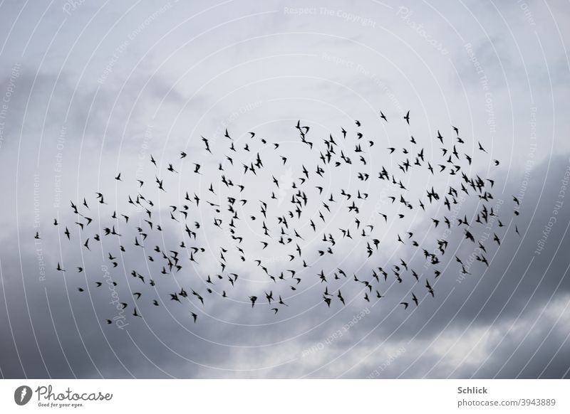 Viele Stare im Flug als Schwarm vor bewölktem Himmel Vögel viele Vogelschwarm Wolken Aves fliegen Natur Außenaufnahme Tiergruppe Wildtier Freiheit Menschenleer