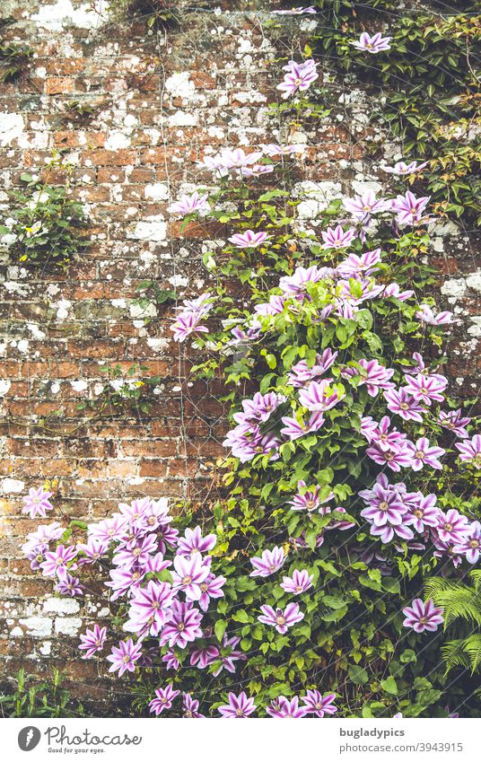 Blümlein, Blümlein an der Wand Clematis Waldrebe Rankpflanzen Kletterpflanzen Pflanze Blüte Blume Natur Garten Blühend Sommer violett grün lila rosa pink