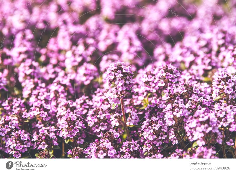 Vorwitziges Blümchen - Thymian Blumen Pflanzen Blütenpflanze Blühend Blütenmeer lila rosa pink Gewürze Kräuter & Gewürze Kräutergarten Garten Sommer sommerlich