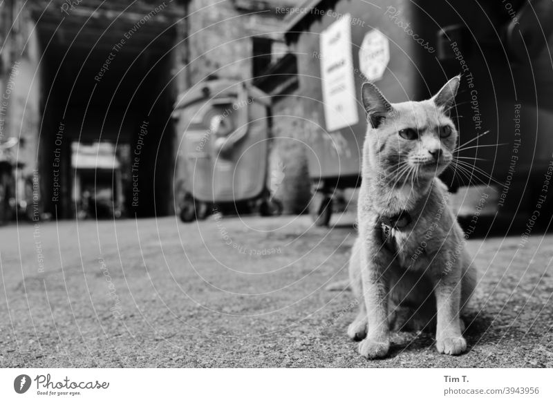ein Kater in einem Hinterhof vor Mülltonnen Katze s/w b/w Prenzlauer Berg kastanienallee Schwarzweißfoto Cat b&w Einsamkeit dunkel Stadt Außenaufnahme Tag