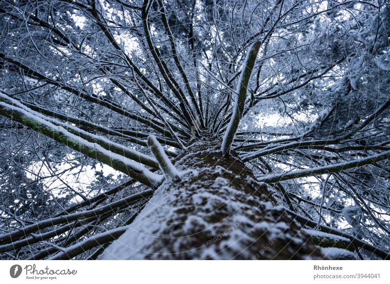 Blick nach oben am Stamm einer schneebedeckten Tanne Winter Schnee Baum Himmel Ast beschützend überkopf Perspektive Schutz Baumstamm Natur Wald Schneelandschaft