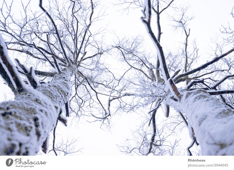 Blick gen Himmel zwischen zwei schneebedeckten Birken Winter Schnee Baum kalt weiß Natur Außenaufnahme Baumstamm Schwache Tiefenschärfe Menschenleer