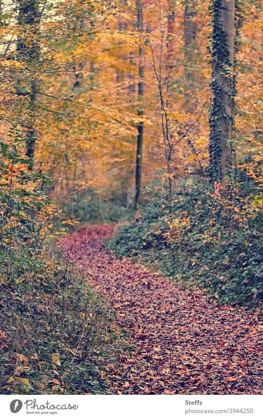 herbstliche Erinnerung Herbstwald Waldweg Novemberwald Herbstlaub Ruhe Herbstblätter herbstliche Farben Herbstfarben Novemberbild herbstliche Stimmung