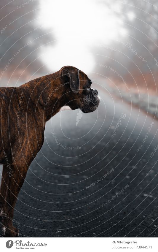 Boxer Hund im Profil auf einem geteerten Feldweg im Herbst Natur Tier Haustier Weg Nebel Teer rauh loyal Blick gestromt