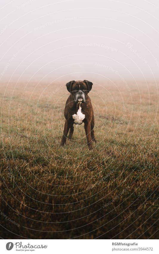 einzelner Boxer Hund auf einer Wiese an einem nebligem Tag im Herbst Tier alleine Front treu Familie trist aufpassen bewachen loyal kommando Hundeschule