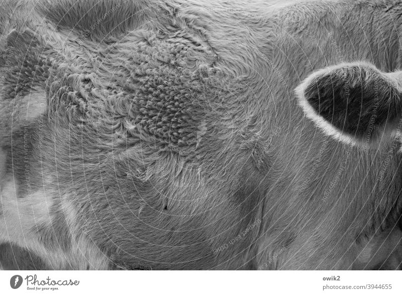 Bin ganz Ohr Rind Detailaufnahme Tierporträt Außenaufnahme Kuh Schwarzweißfoto Fell Struktur zottelig Nutztier natürlich Haare kräuseln aufmerksam hören zuhören