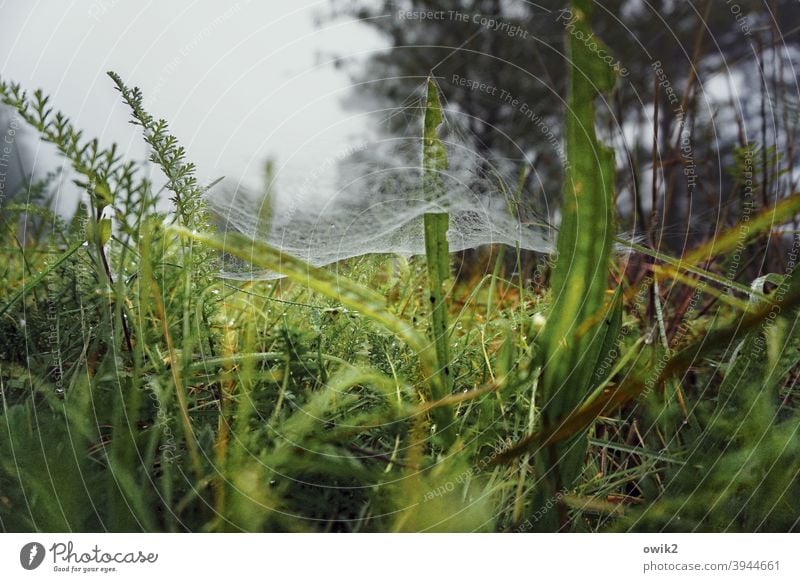 Unterhalb Froschperspektive Grashalme Frühtau nasses Gras frisch nah Wachstum Wildpflanze natürlich Grünpflanze Spinnfäden Vernetzung Leben Farbfoto