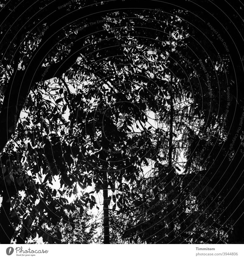 Ein Blick auf Bäume, Bäumchen, Äste und Laub Baumstamm Äste und Zweige Laubwerk Blätter Himmel Schwarzweißfoto Menschenleer