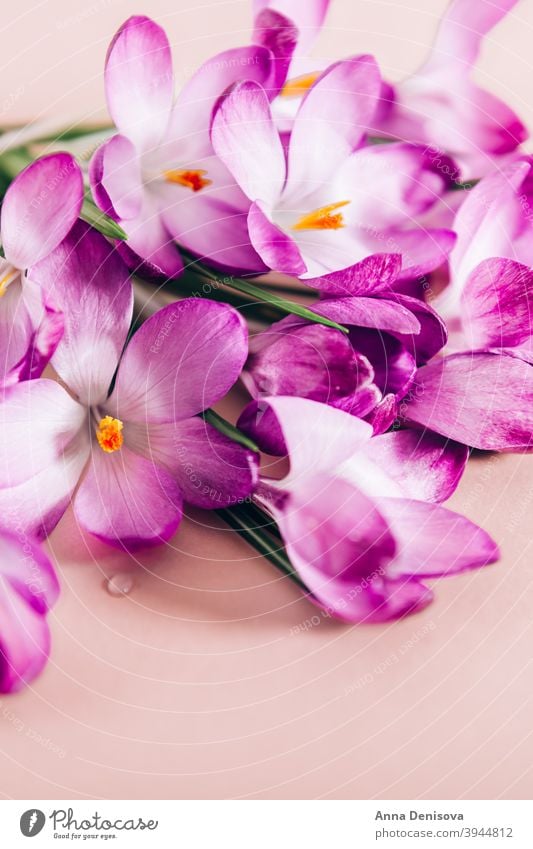 Layout aus Krokusblüten Krokusse März Frühling Blütezeit purpur Blume botanisch Fröhlichkeit April schön Blatt Frühlingskrokus geblümt violett Frühlingsblume