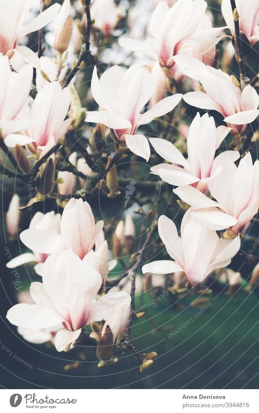 Magnolienbaum im Frühling Blume Baum wunderschön Buchse Licht rosa Bank Weg Überstrahlung Englisch Garten Großbritannien Park Blütenblatt Ast Natur