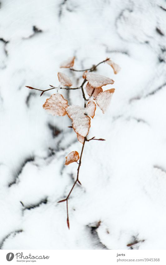 im schnee Schnee Winter Ast Blatt Blätter Buche wachsen Stillstand Ruhe leise Baum Natur Wald Pflanze Umwelt Außenaufnahme