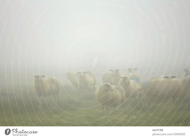 Schafe im Morgennebel Herbst Nebel Moor Schafherde Wiese neugierig schauen diesig nebelig markiert Stimmung Schafwolle Nutztiere Herde