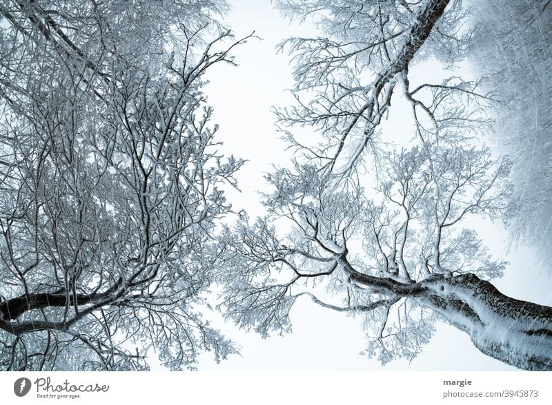 Bäume im Winter mit den Blick in den Himmel Schneefall Grünpflanze Baumkrone Zusammensein Zusammenhalt Erholung Winterstimmung Winterwald Koloss Kontrast