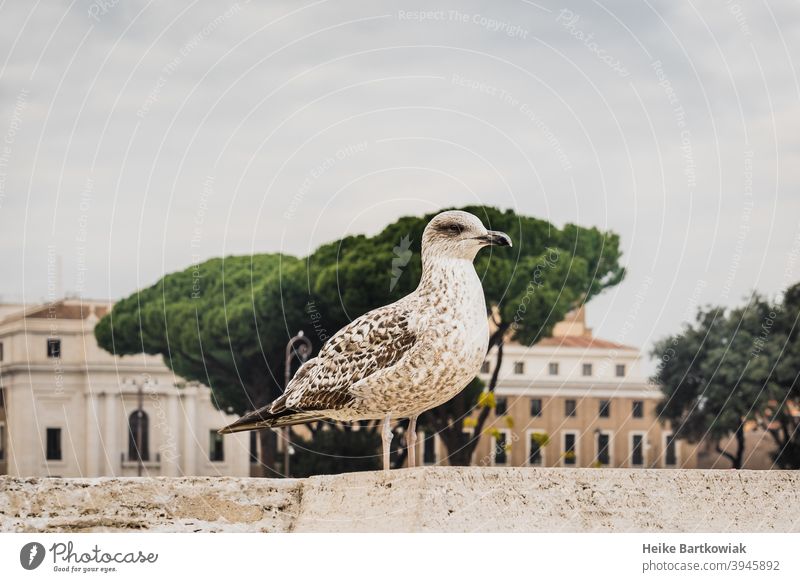 Möwe in der Stadt Vogel Tier urban Außenaufnahme Farbfoto Textfreiraum oben beige grün grau Blick in die Kamera Reisefotografie Rom