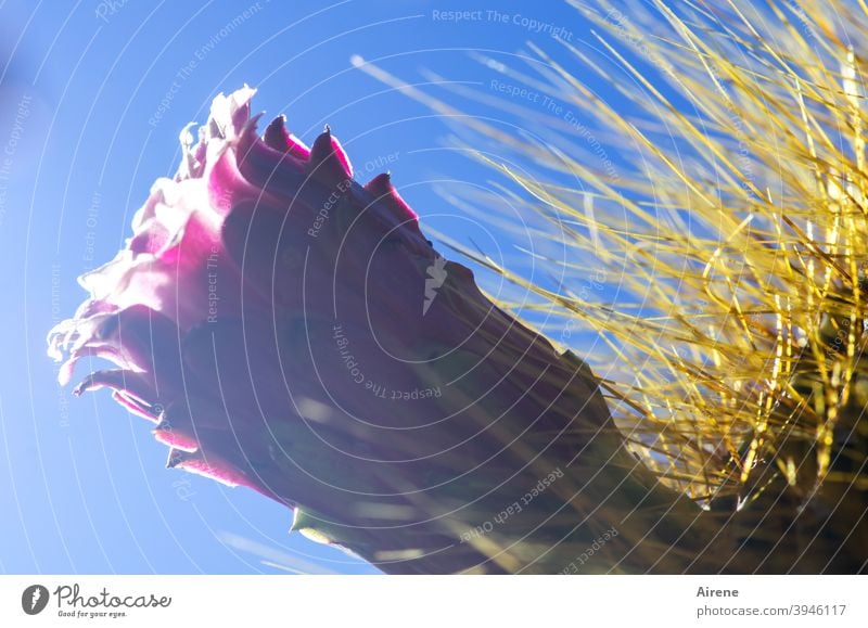 Blüte Kaktus Säulenkaktus pink groß Stacheln dornig stachlig Himmel Freiland heiß Klima Kaktusblüte Trichter Schlund Falle süß Trockenheit wasserarm