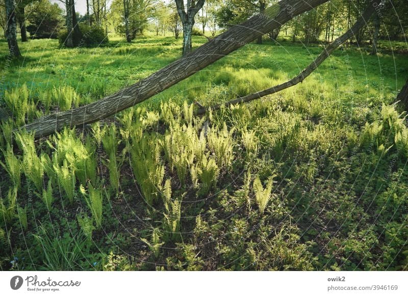 Grüner Teppich Landschaft Natur Umwelt Pflanze Baum Wärme Gras Sträucher Baumstamm Schönes Wetter mehrfarbig Farbfoto Menschenleer Außenaufnahme Sonnenlicht