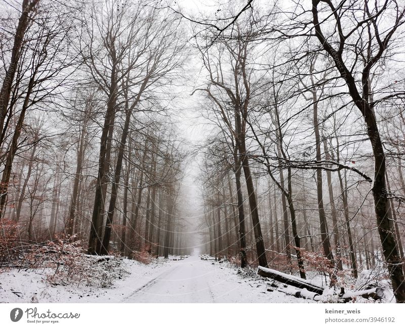Verschneiter Wald im Spessart mit leichtem Nebel Waldweg Schnee Winter Forstweg Holz Holzwirtschaft Forstwirtschaft Bayern Deutschland gerade leer