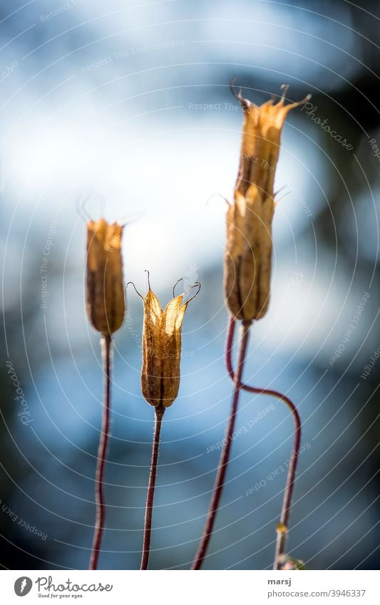 abgestorben | Das innere Leuchten der Samenkapseln der Akelei Aquilegia vulgaris gereift Alter Pflanze Wandel & Veränderung verblüht alt Vergänglichkeit