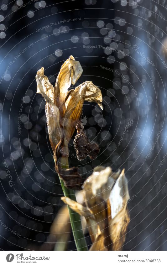Zweite Blüte einer Schwertlilie hinter Tautropfen verblüht Pflanze Wandel & Veränderung alt Herbst Vergänglichkeit gesprenkelt Lichtpunkte Gedeckte Farben
