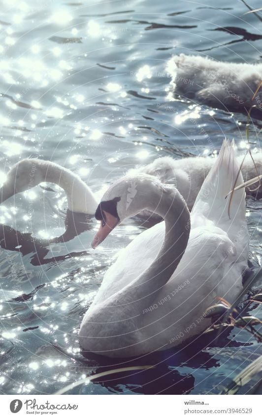 Schwanensee weiß Wasser See glitzern Sonnenlichtreflektion anmutig schön Ästhetik Schwanjunge elegant Höckerschwan reflektierend Anmut Schwanenhals Jungtiere