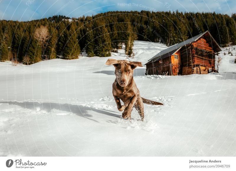 ein Labrador Hund hat Spaß im Schnee Labrador Retriever Ohren Tier Haustier Tierporträt Außenaufnahme Freude braun Menschenleer Natur Glück Textfreiraum links