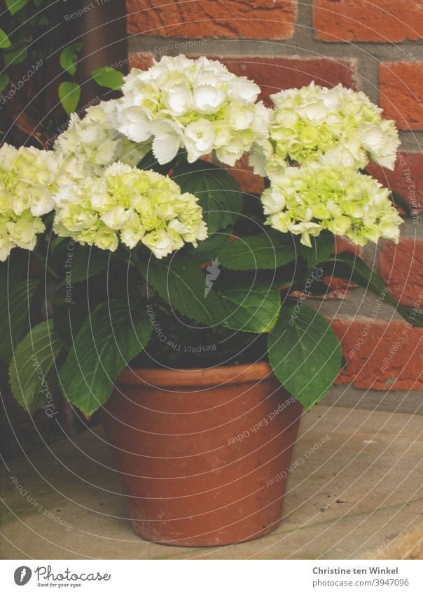 *500* Eine kleine weiße Hortensie im Tontopf steht draußen auf Sandstein vor einer roten Backsteinfassade Hortensienblüte Hortensienblätter Hydrangea