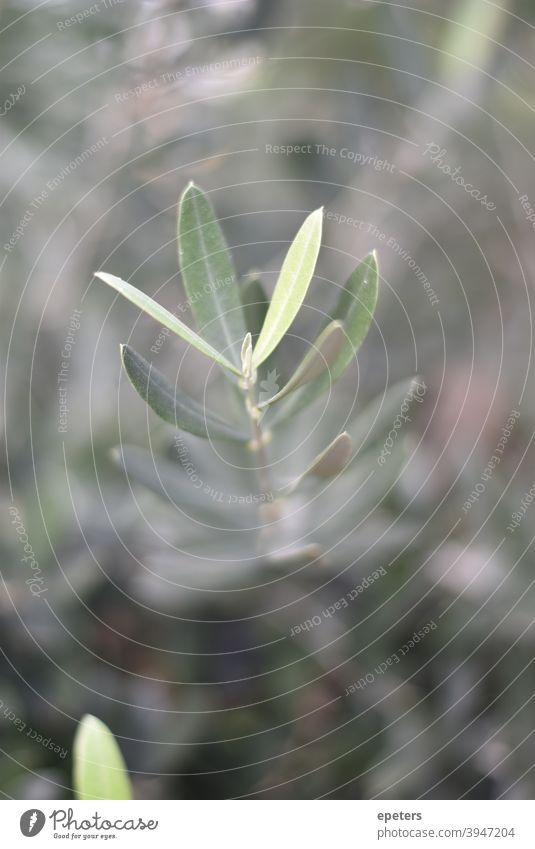 Zartes Pflänzchen mit stark verschwommenen Hintergrund Pflanze pflänzchen zweig blatt spitze blattspitze grün hochkant vertikal verletzlich verletzlichkeit zart
