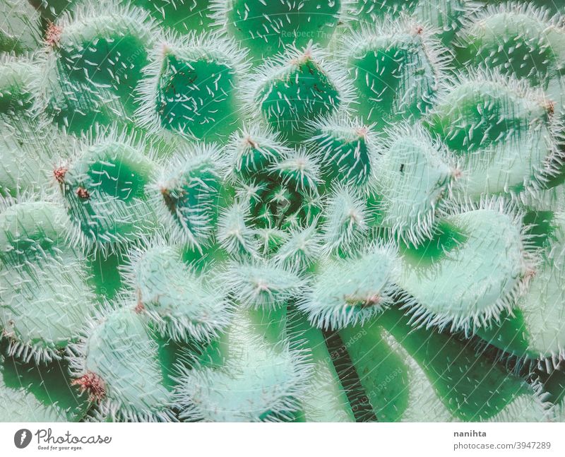 Exotische sukkulente Pflanze namens Echeveria Setosa Sukkulente Gartenarbeit exotisch Topfpflanze Textur organisch Kaktus Crassulaceae Blätter Exotische Pflanze