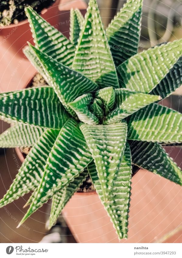 Haworthia Sukkulentenpflanze in einem Topf Gartenarbeit sukkulente Pflanze exotisch Topfpflanze Textur organisch Kaktus Crassulaceae Blätter Exotische Pflanze