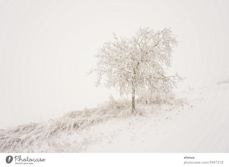 Nebel liegt über dem verschneiten Baum am Wegesrand /  Schnee / Kälte kalt Landstraße Stille nebelig ländlich Wege & Pfade Winter Frost Stimmung Natur Eis