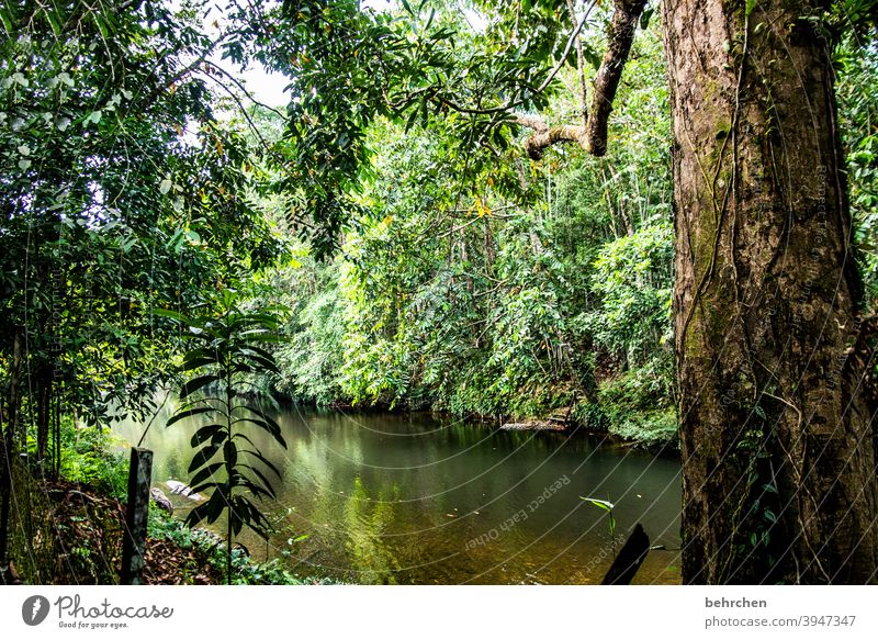 weit weg | mitten im regenwald Dschungel Regenwald ursprünglich Wald grün Klimaschutz Ferien & Urlaub & Reisen Baum Palme Klimawandel Tourismus Landschaft